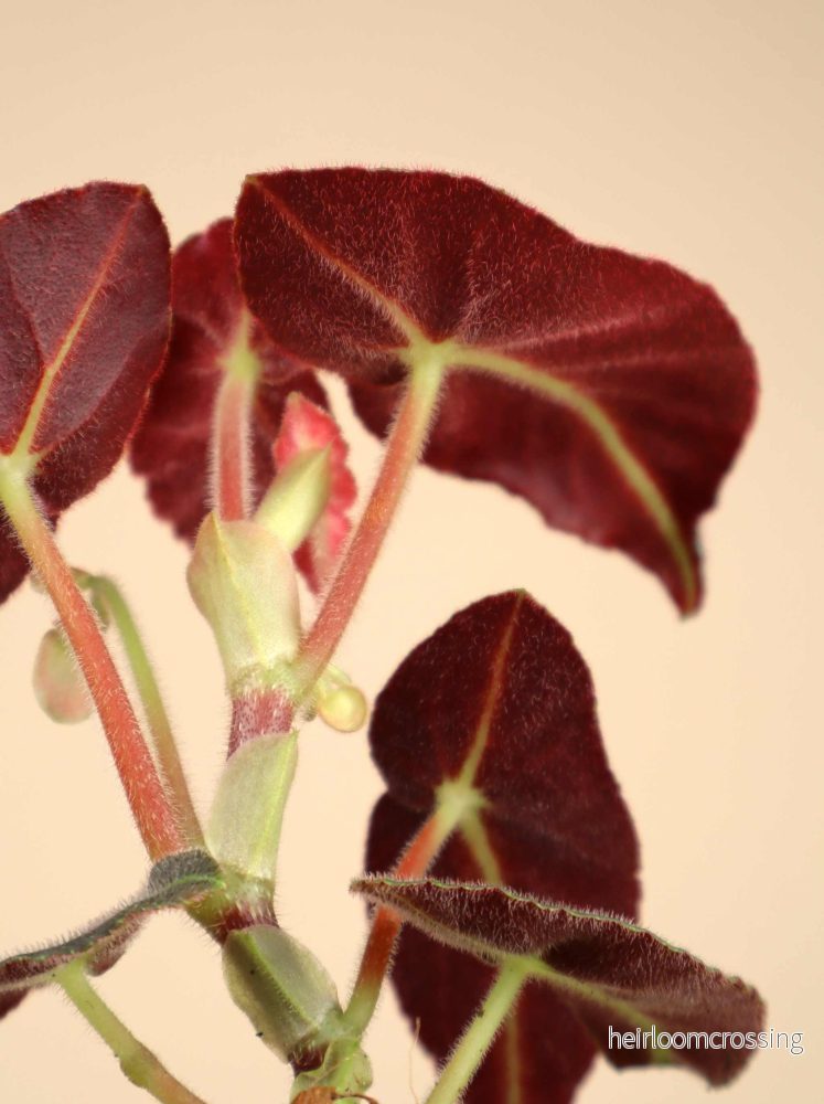 Begonia listada - Bild 3