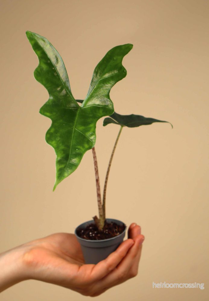 Alocasia nycteris ’batwing’ Alocasia nycteris ’batwing’