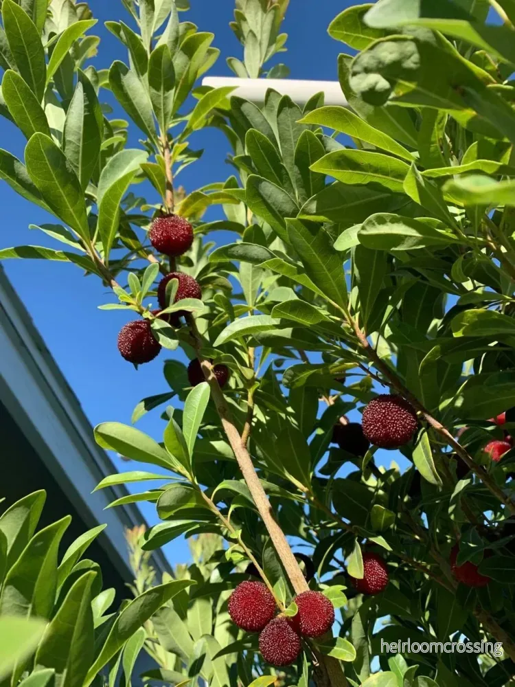 Kinesiskt jordgubbsträd (Myrica rubra) | frön, 10 st.