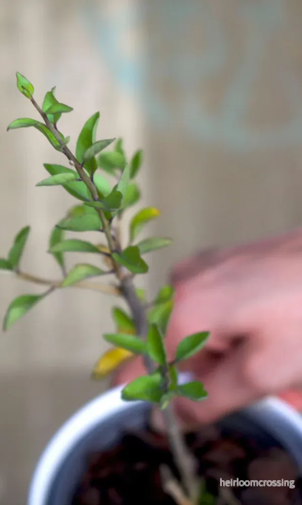 Gojibärsbuske 'Lycium Barbarum'
