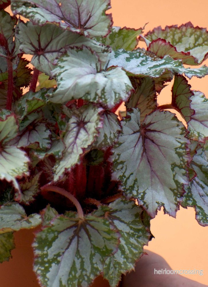 Begonia Rex 'Evening Glow' - Bild 3