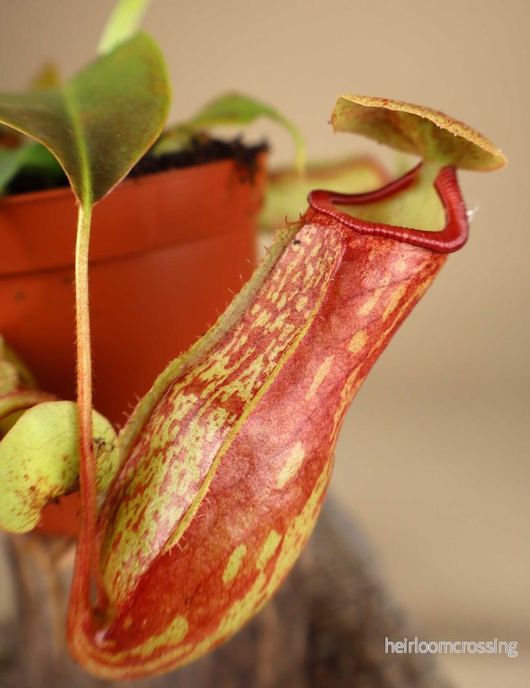 Nepenthes × Gaya 'Kannranka' - Bild 2