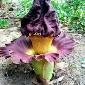 Elefantjams (Amorphophallus paeoniifolius) | frön, 10 st.