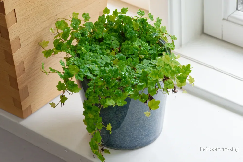 Krypande fikon (Ficus scandens quercifolia)