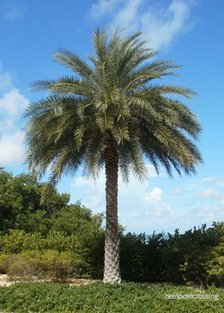 Silver dadelpalm (Phoenix sylvestris) | frön, 10 st.