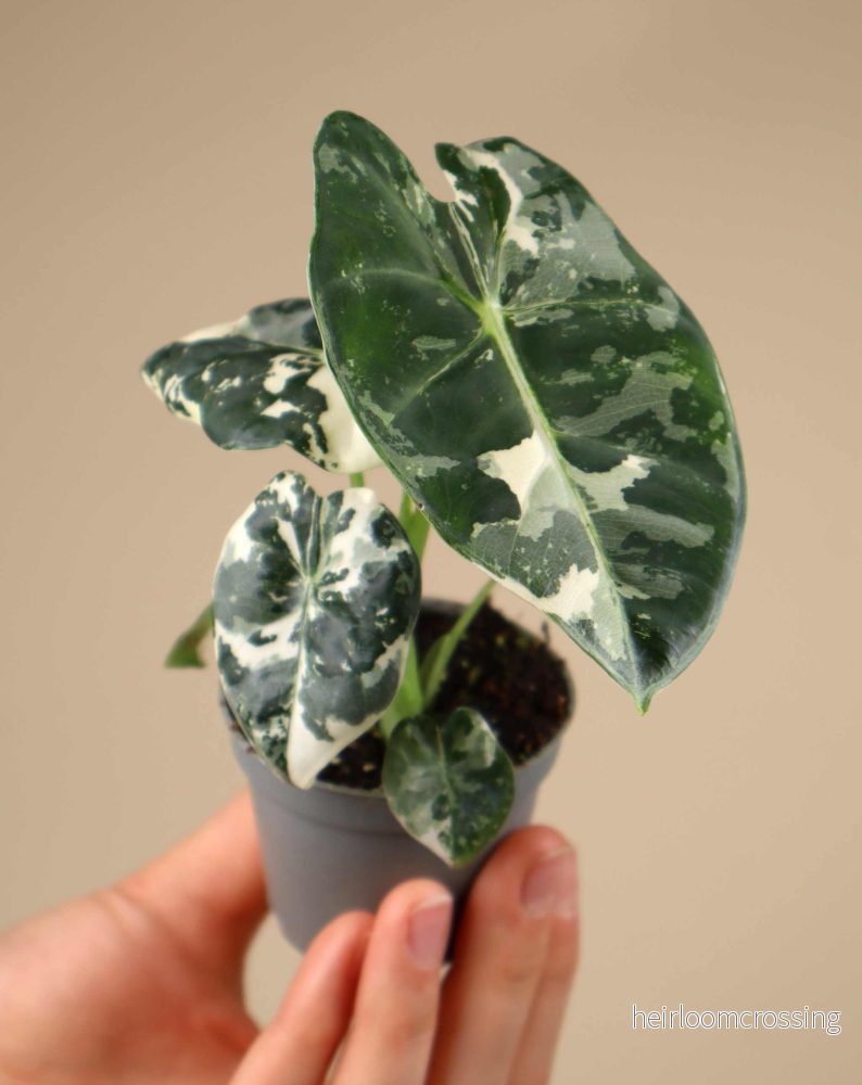 Alocasia frydek variegata - Bild 3