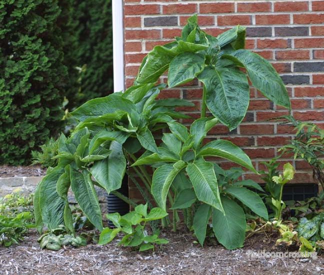 Voodoolilja "Indian Giant" (Sauromatum venosum) - Bild 2