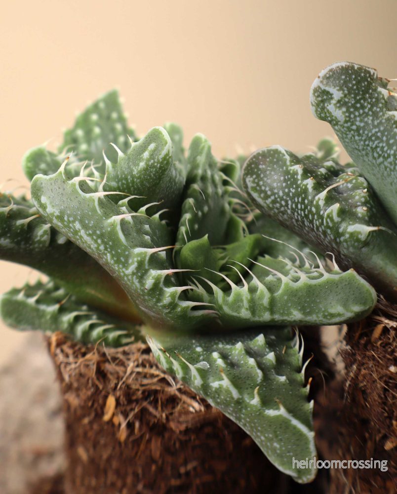 Faucaria tigrina - Bild 2