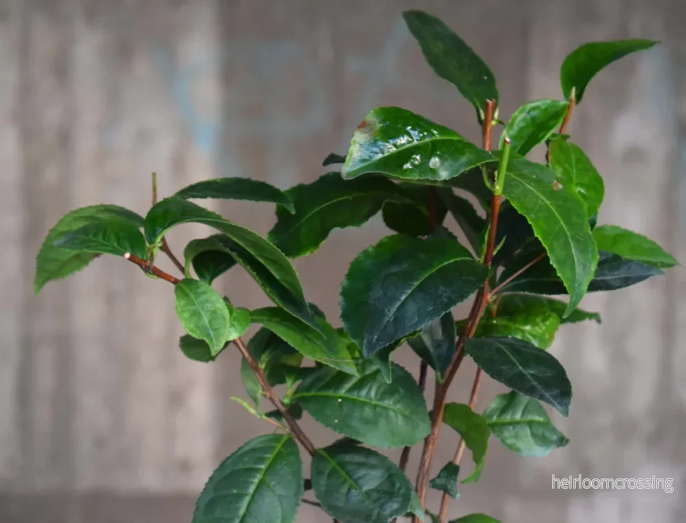 Tebuske 'Camellia sinensis' (frosttålig sort) - Bild 2