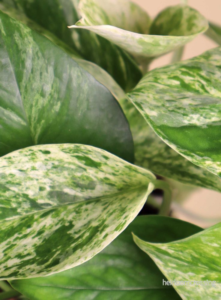 Epipremnum aureum 'Marble Queen' - Bild 2