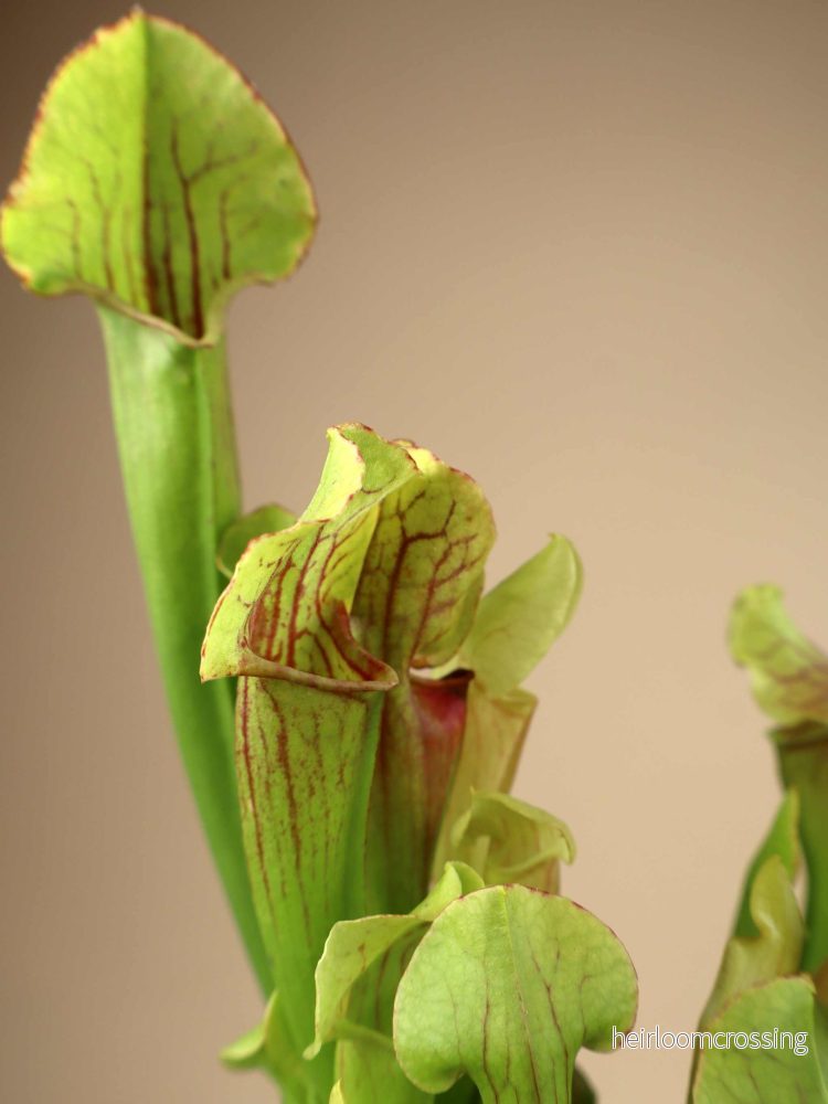 Sarracenia x 'Smoorii' - Bild 2