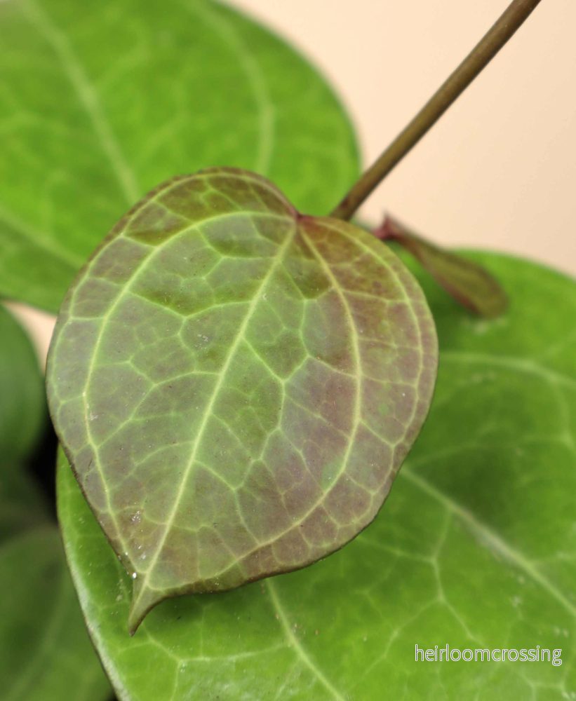 Hoya sp. Sarawak 'cream' - Bild 2
