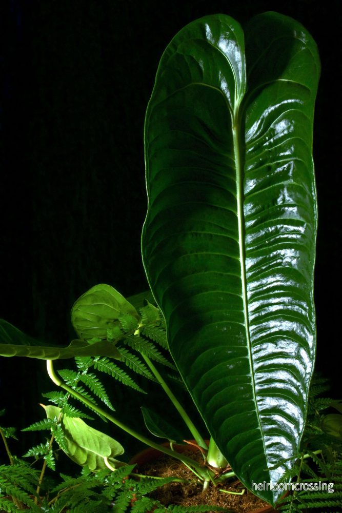 Anthurium veitchii - Bild 3