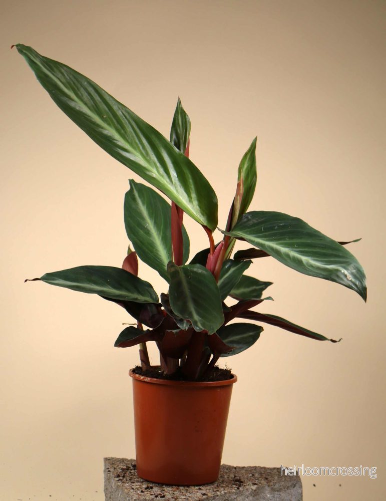 Stromanthe sanguinea (S. thalia) - Bild 3