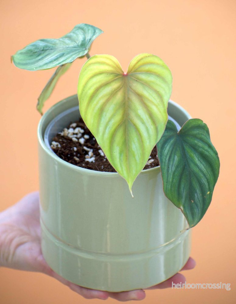 Philodendron mamei - Bild 2