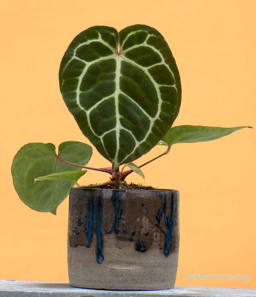 Anthurium crystallinum - Bild 3