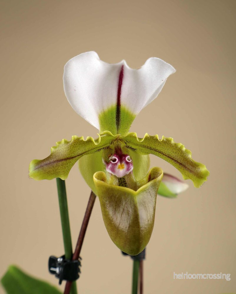 Paphiopedilum spicerianum