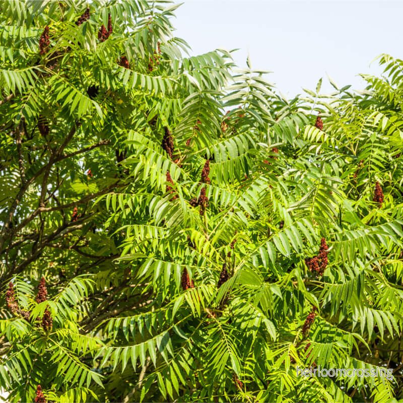 Sumac (Rhus coriaria) | frön, 20 st. - Bild 3