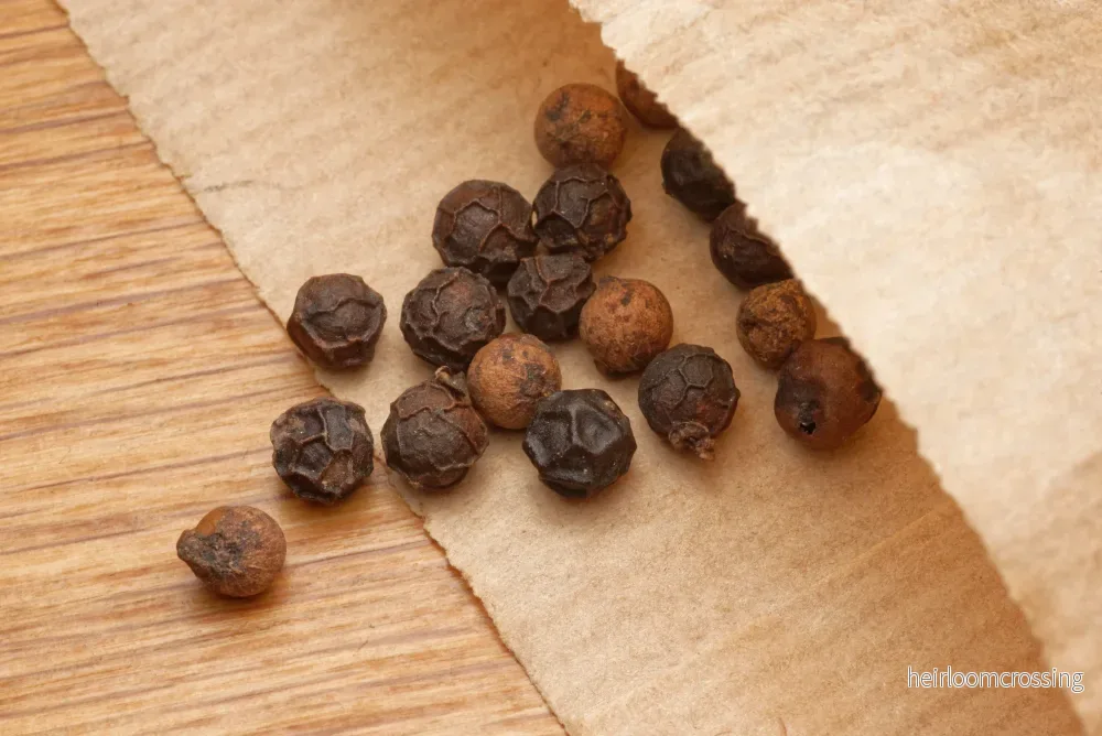 Svartpeppar (Piper nigrum) | frön, 10 st. - Bild 2