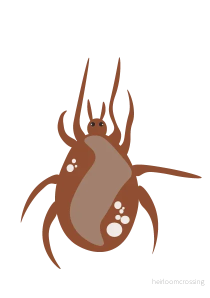 Phytoseiulus Persimilis | Mot Spinn