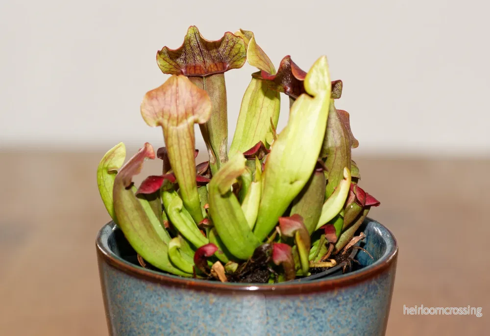 Flugtrumpet (Sarracenia x Maroon)