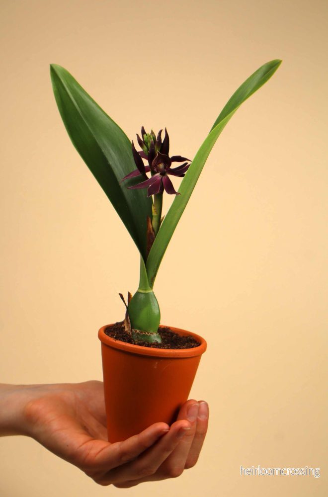 Guarechea Miva Etoile Noire ’Black Comet’ - Bild 2
