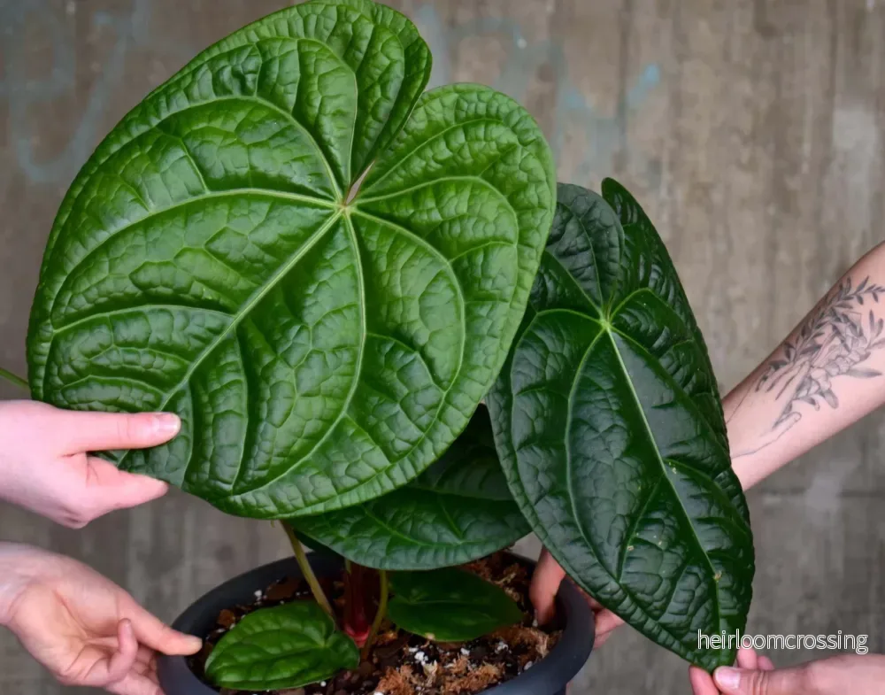 Anthurium Magnificum X Luxurians - Bild 3