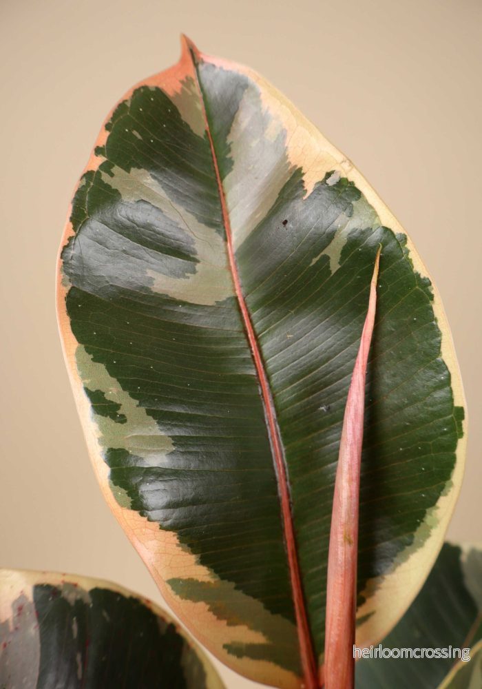 Ficus elastica "Tineke" | Fönsterfikus - Bild 2