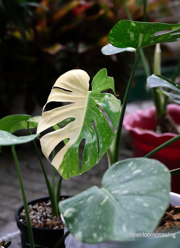 Monstera Thai Constellation - Bild 2