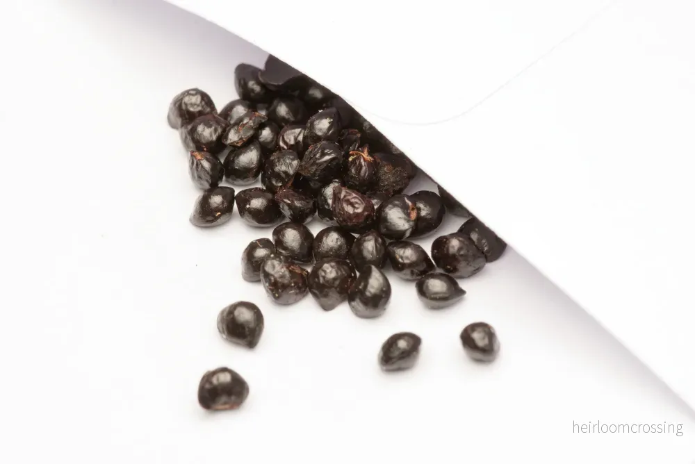 Indisk pepparträd (Zanthoxylum rhetsa) | frön, 10 st. - Bild 2