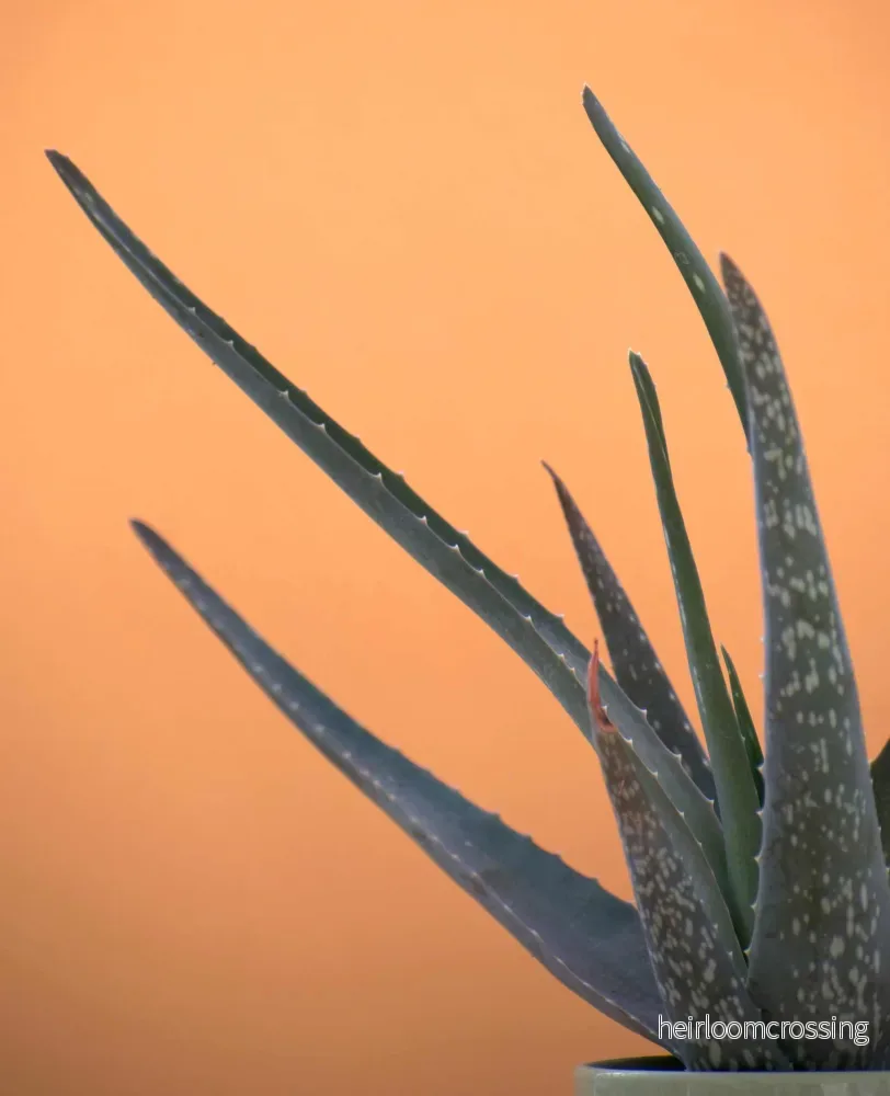 Aloe vera (Äkta aloe) - Bild 3