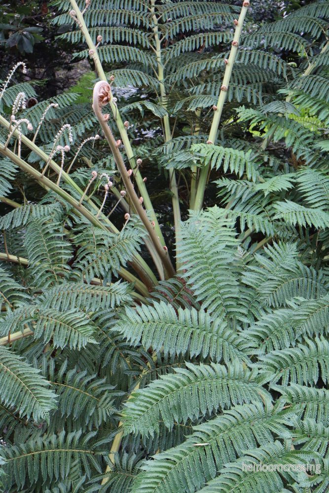 Cyathea cooperi | Trädormbunke - Bild 3