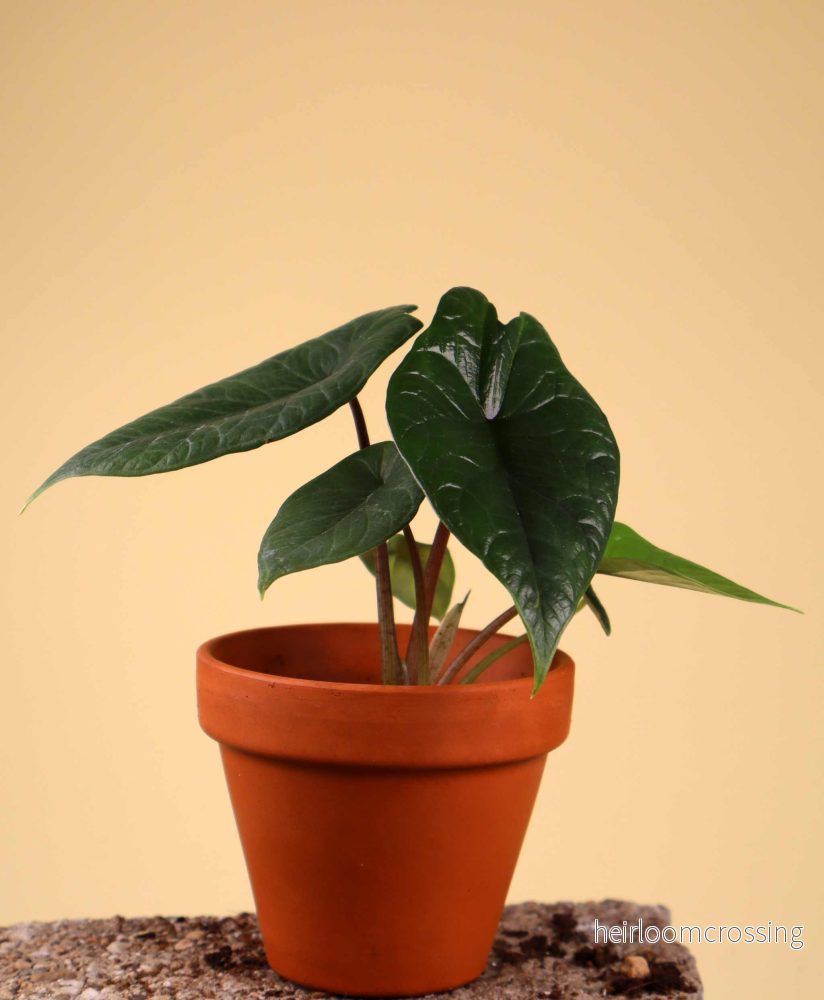 Alocasia scalprum - Bild 2