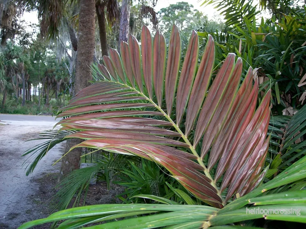 Houailou Rödbladig Palm (Chambeyronia houailouensis) | frö, 2 st. - Bild 3