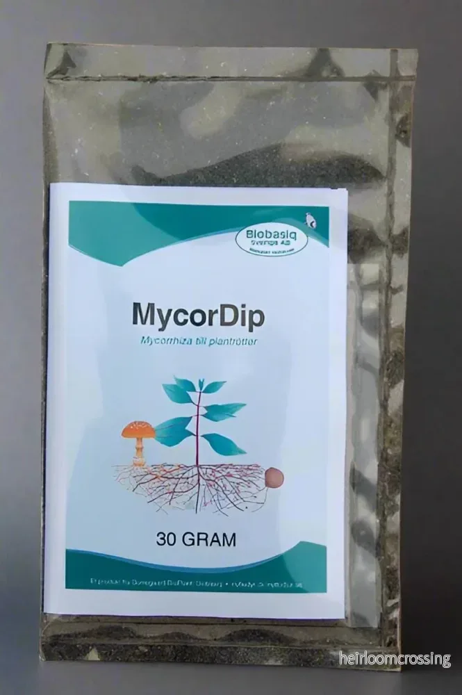 Mycorrhiza (Nyttosvamp) - Bild 2