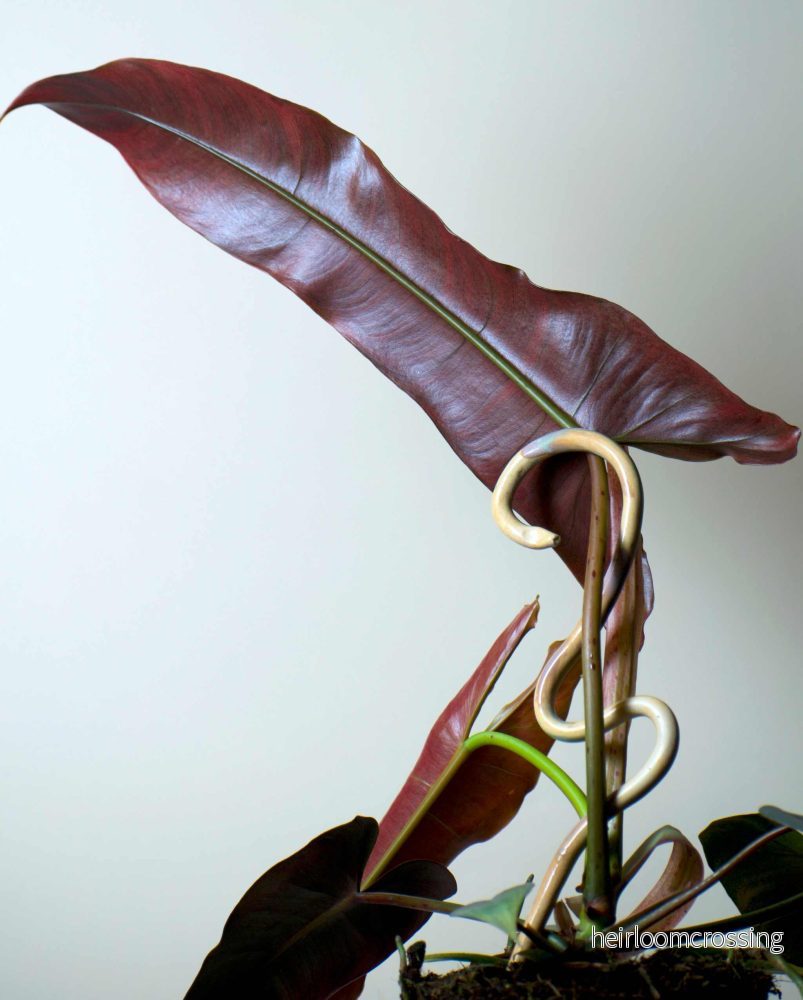 Philodendron atabapoense - Bild 2