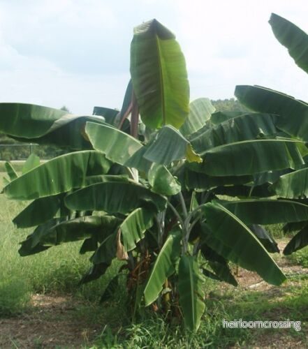 Thomsons banan (Musa thomsonii) | frön, 10 st.