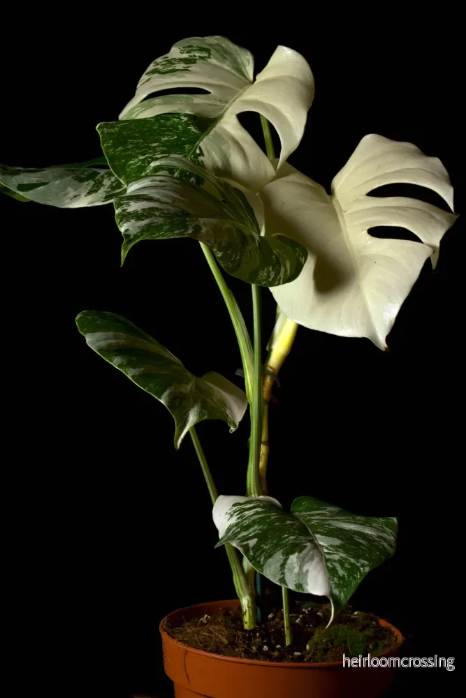 Monstera albo variegata - Bild 2