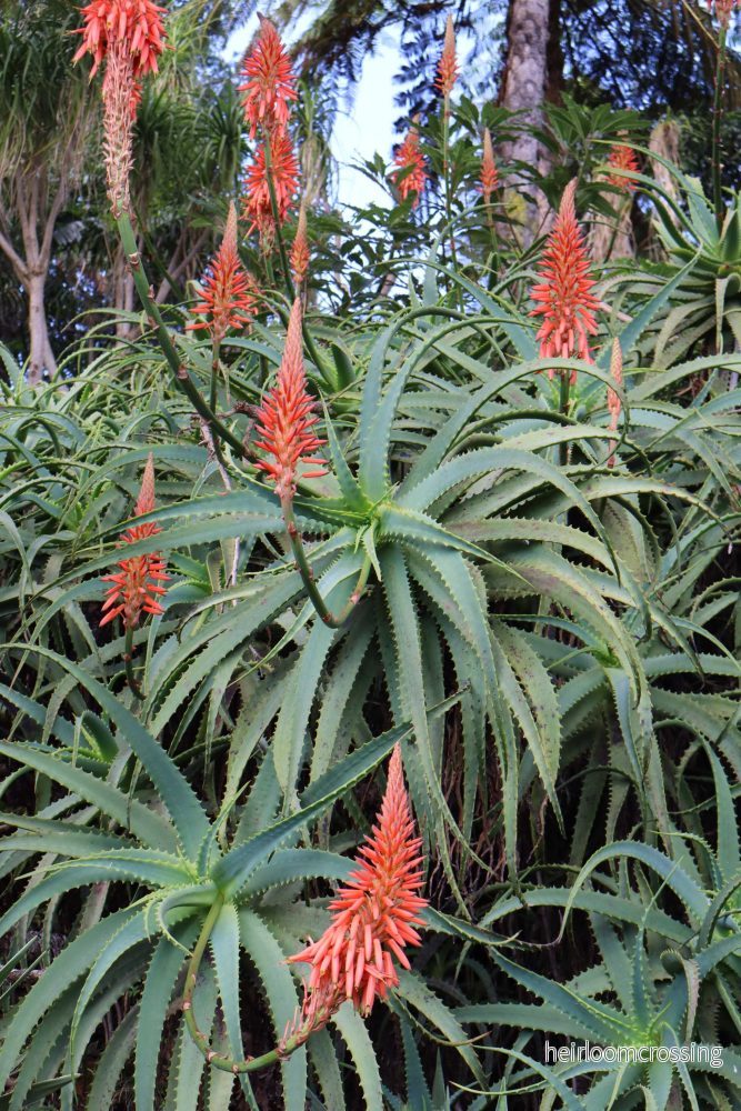 Trädaloe 'Aloe arborescens'