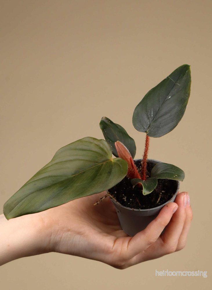Philodendron squamiferum x serpens - Bild 2