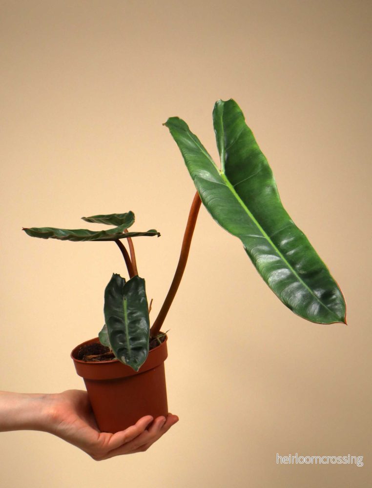 Philodendron billietiae