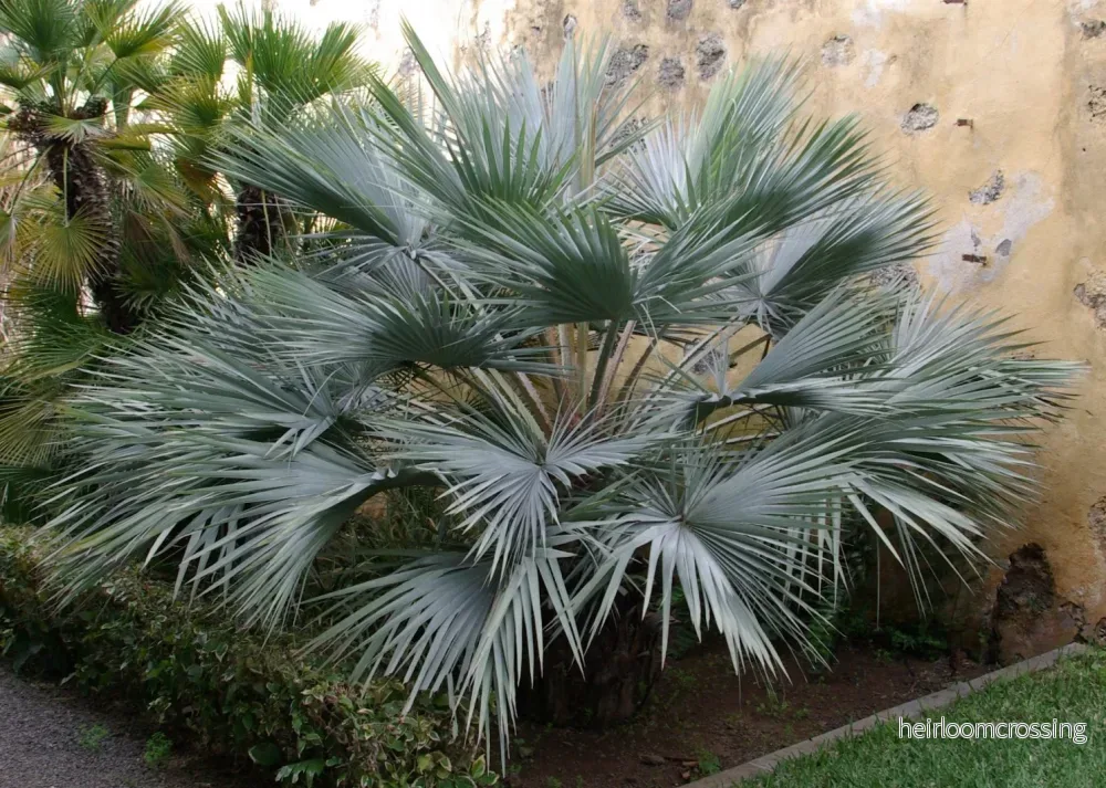 Mazari Palm (Nanorrhops ritchieana) | frön, 10 st. - Bild 3