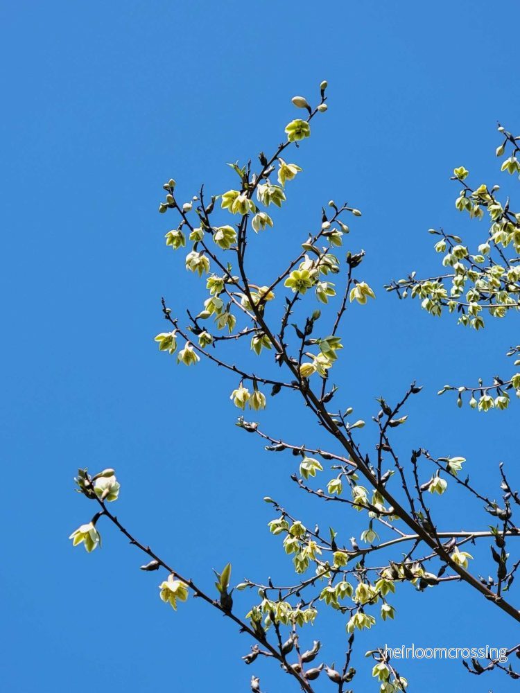 Furcraea foetida | Mauritius-hampa - Bild 3