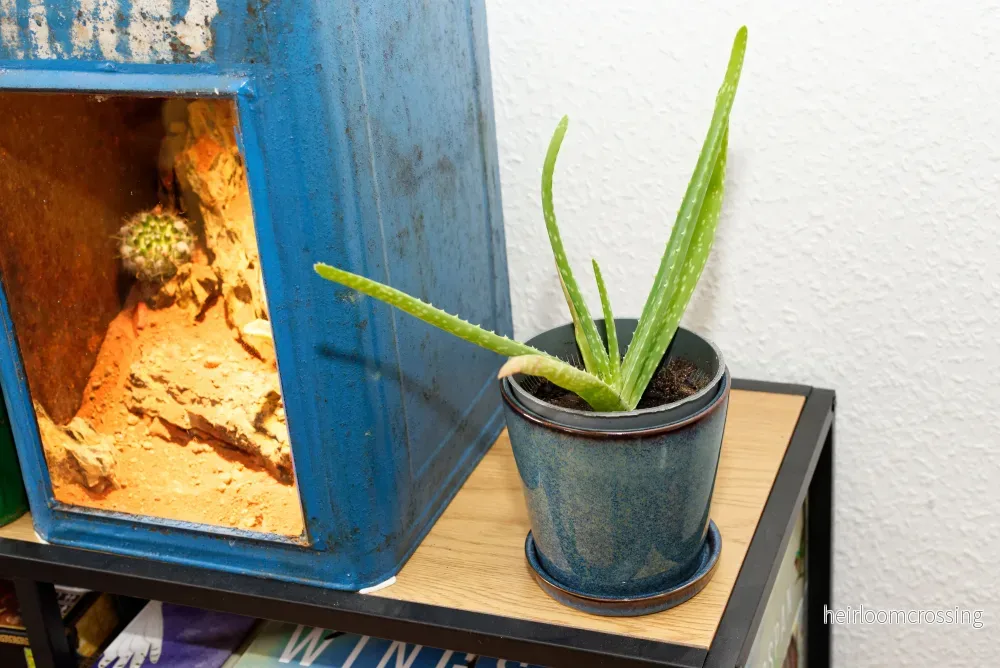 doktor-Aloe (Aloe vera) | växt - Bild 3