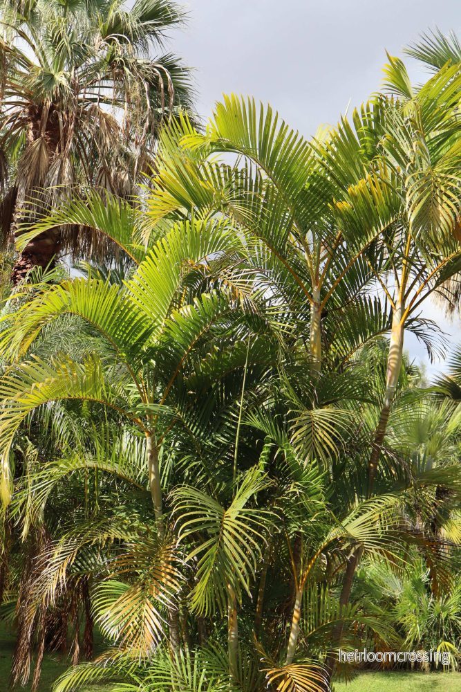 Dypsis lutescens 'Guldpalm'