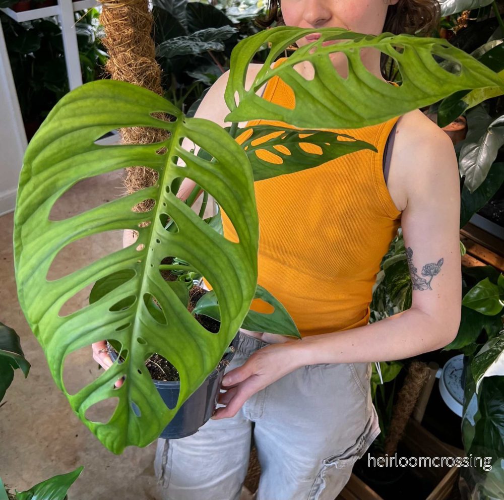Monstera sp. 'Esqueleto' (epipremnoides) - Bild 3