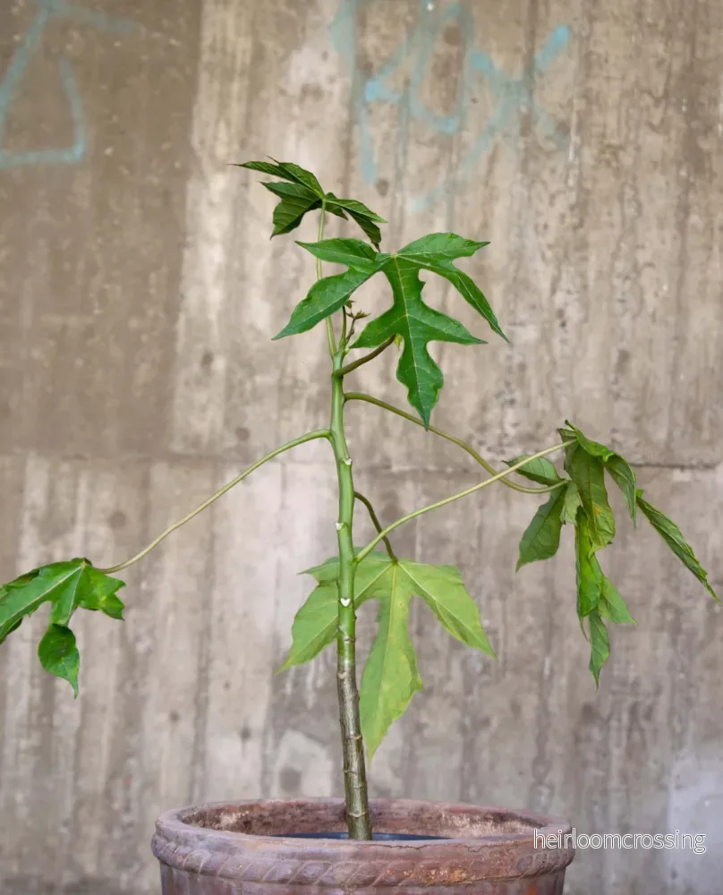 Babaco Papaya, köldtålig - Bild 2