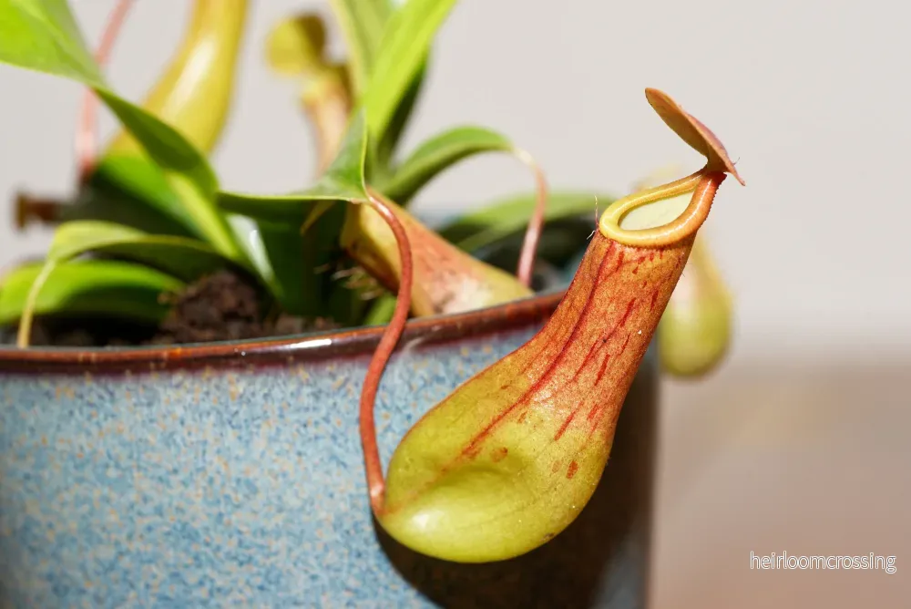 Nepenthes alata (Nepenthes alata)