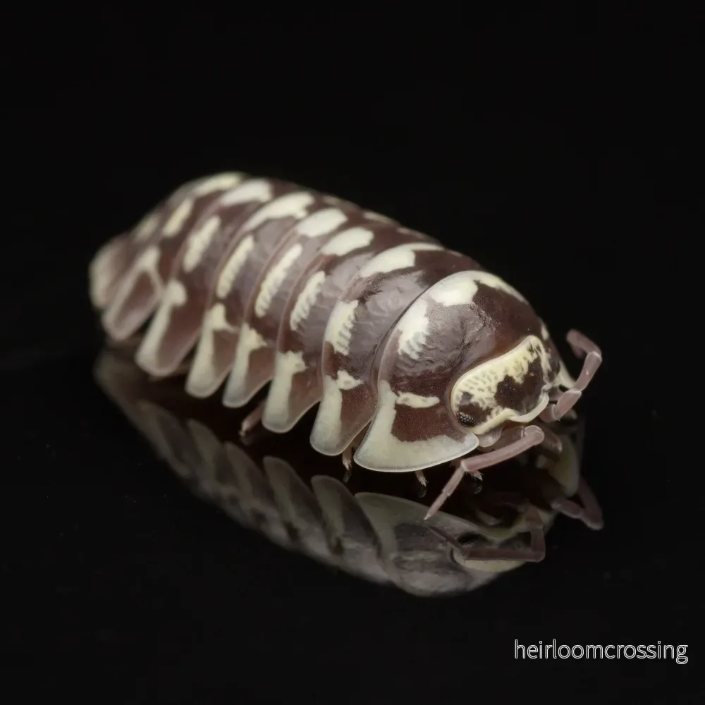 Zebra bänkbett (Armadillidium maculatum) | 12 st.