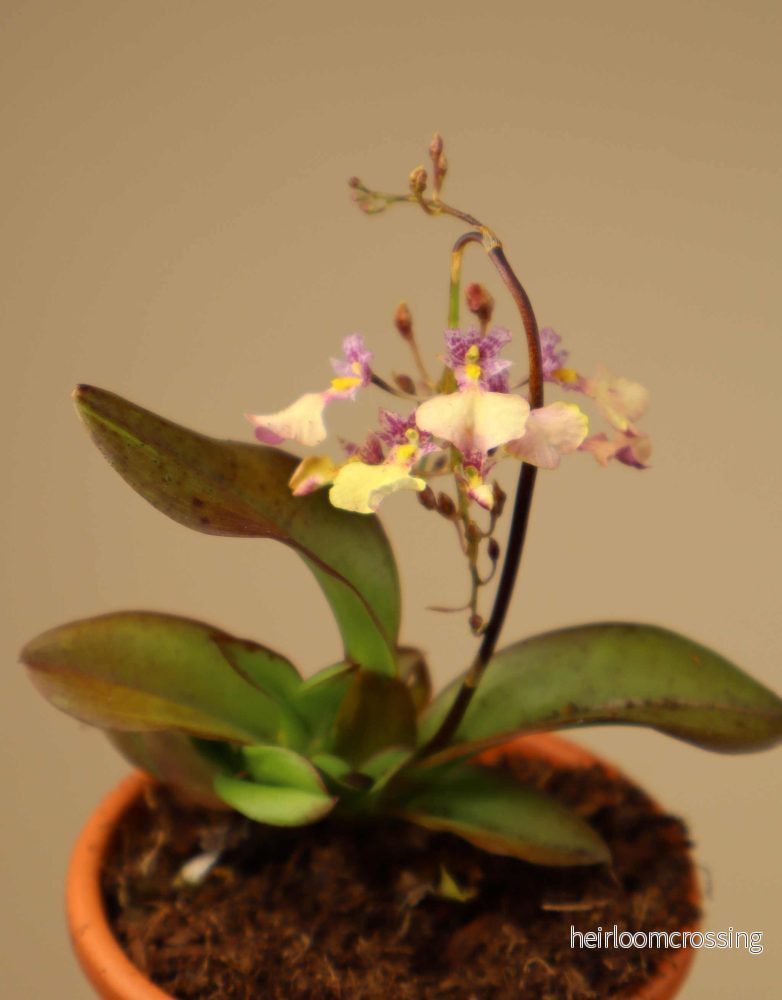 Ionmesa Popcorn (Oncidium)